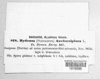 Auriscalpium vulgare image